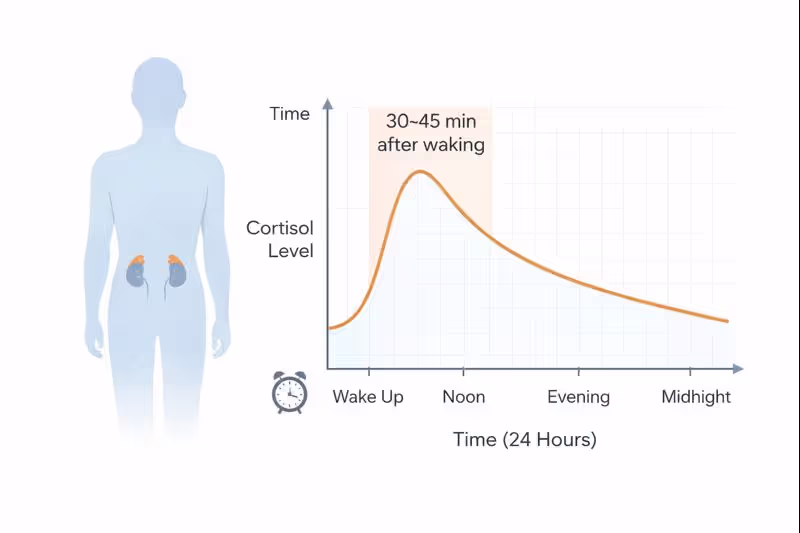 Cortisol levels peaking shortly after waking
