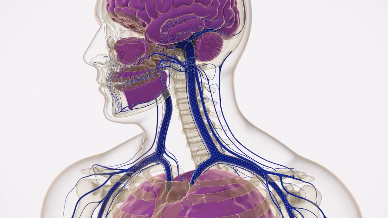 Location of the vagus nerve in the human body