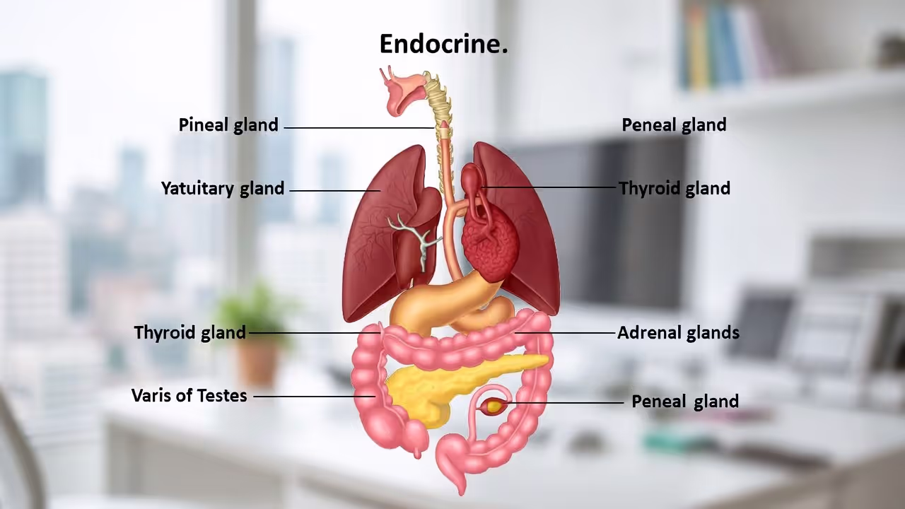 Stress hormone regulation system